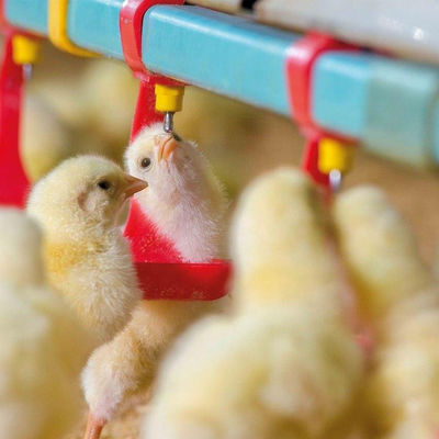 système d'alimentation automatique de poulet de chair du buveur 65 de conducteur de volaille de 330mm pour la volaille