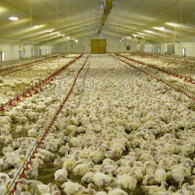 45-65 poulets de chair Liner Feeder volaille automatique avec trémie d'alimentation