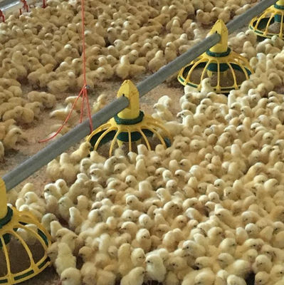 Abreuvoir automatique pour volailles 45-65 Système d'abreuvement pour poulets de chair